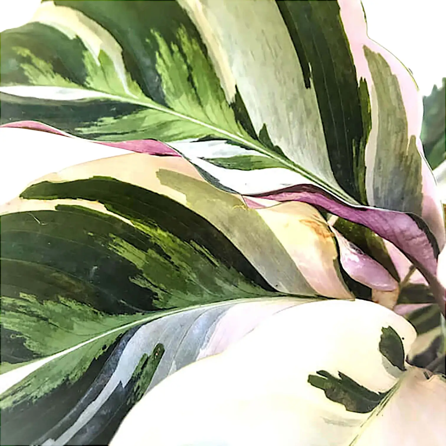 Goeppertia (Calathea) lietzei ‘White Fusion’