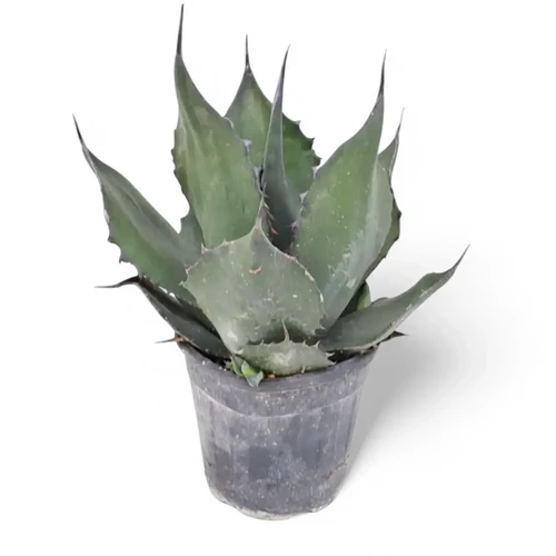 Agave salmiana var. ferox - Foliage Factory Plant Shop