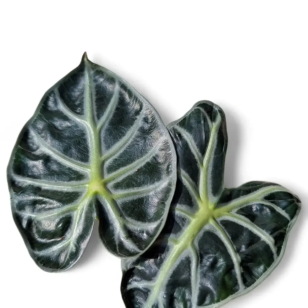 Close-up of Alocasia ‘Balloon Heart’ leaves with rippled texture on white background