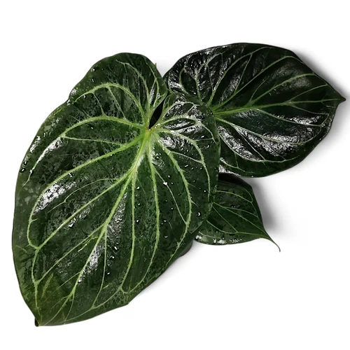 Anthurium 'King of Spades' aka 'HU'– Velvety Tropical Beauty