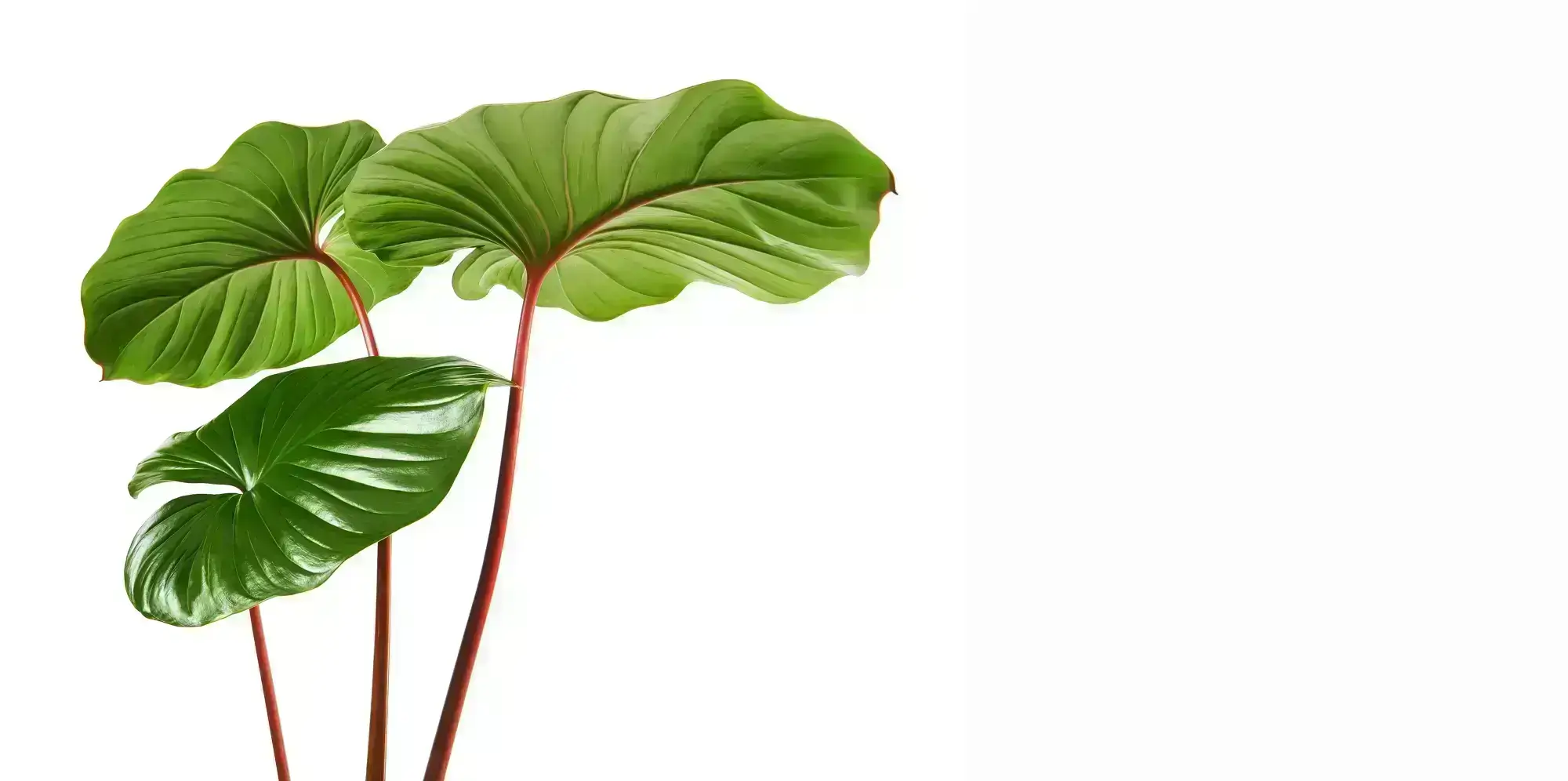 Homalomena