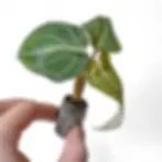 Hand holding a tissue-cultured Philodendron gloriosum plug with visible roots and rhizome