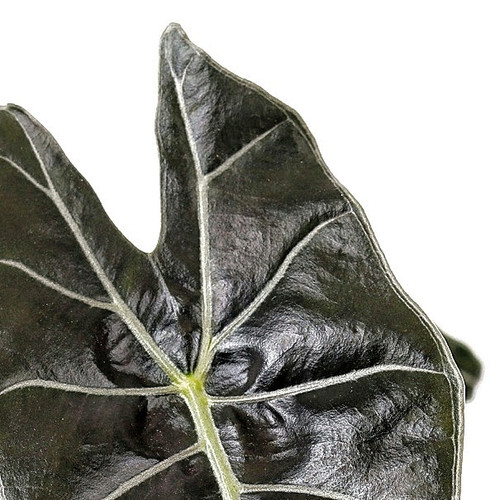 Buy Alocasia Plants Online at Foliage Factory Plant Shop