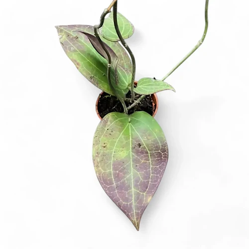 Hoya sp. Timika – Unique Red Foliage and Delicate Venation