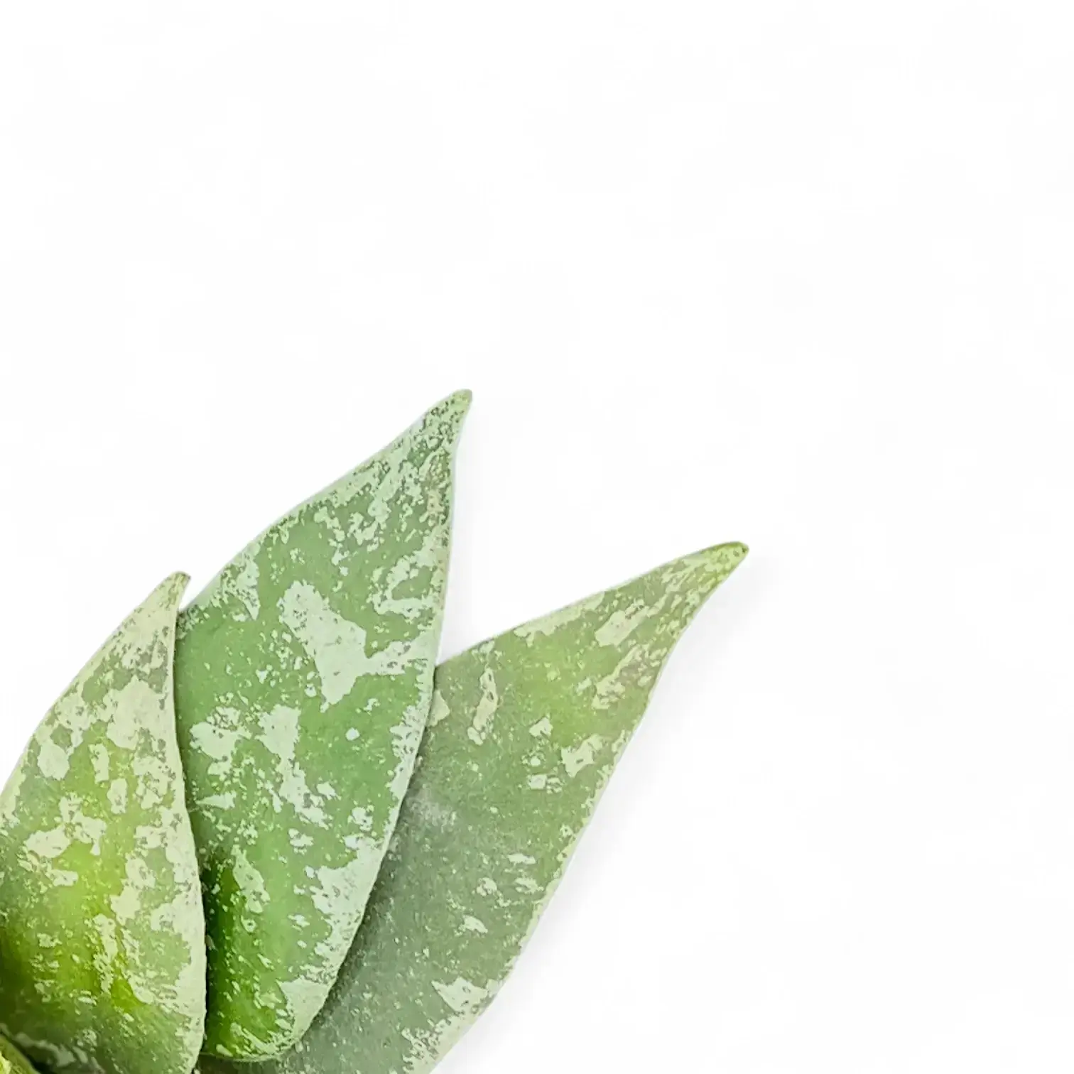 Hoya flagellata (Silver Form)