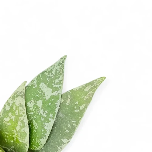 Hoya flagellata small Leaf （専用） Hoya flagellata small Leaf （専用）