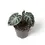 Thumbnail: Alocasia ‘Balloon Heart’