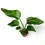 Thumbnail: Strelitzia nicolai variegata