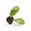 Thumbnail: Hoya incrassata albomarginata ‘Eclipse’