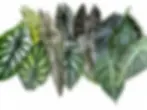 A collage showing leaves of various Dragon Alocasia species and cultivars on a white background.