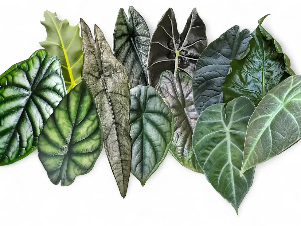 A collage showing leaves of various Dragon Alocasia species and cultivars on a white background.