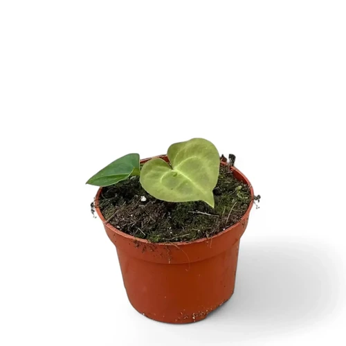 Anthurium besseae aff x forgetii - order at Foliage Factory