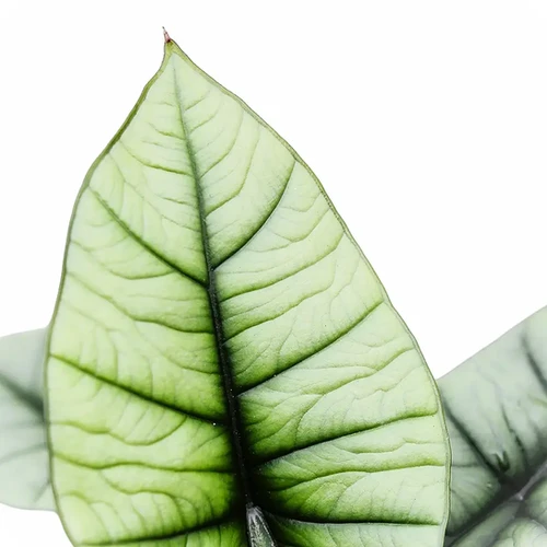 Alocasia 'Platinum'
