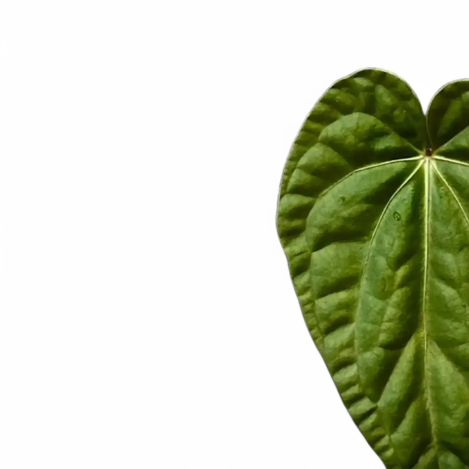 Anthurium regale × luxurians