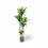 Thumbnail: Dracaena fragrans 'Cintho'