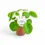 Miniaturbild: plant set: Pilea peperomioides Trio