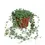 Thumbnail: plant set: The Curious Trailing Succulents