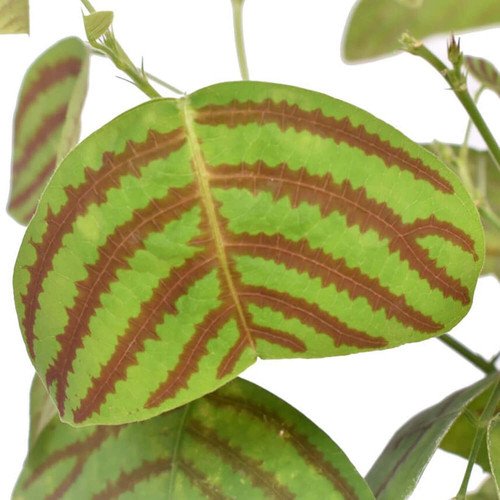 Christia obcordata buy online at Foliage Factory