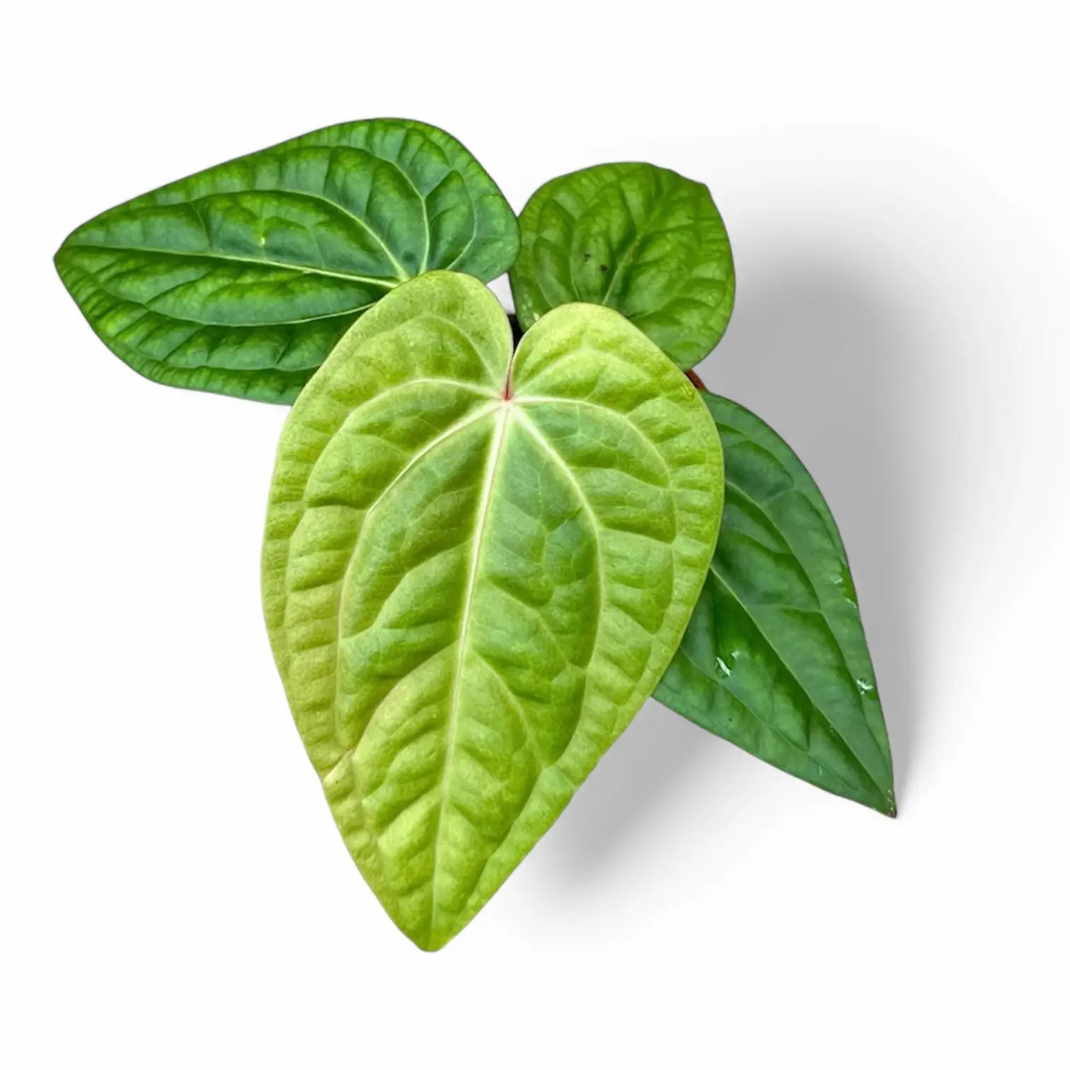 Anthurium villenaorum x luxurians