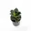 Thumbnail: Dracaena angolensis (Sansevieria cylindrica) 'Star Rose'