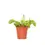 Miniaturbild: Dionaea muscipula