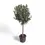 Thumbnail: Olea europaea