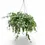 Miniaturbild: Aeschynanthus longicaulis (marmoratus)