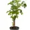 Miniaturbild: Polyscias scutellaria  'Butterfly'