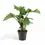 Thumbnail: Alocasia 'Low Rider'