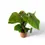 Thumbnail: Philodendron 'Fuzzy Petiole'