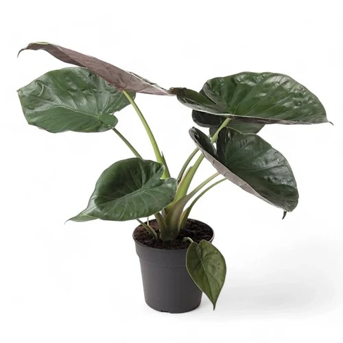 Alocasia wentii: Exotic Tropical - buy at Foliage Factory