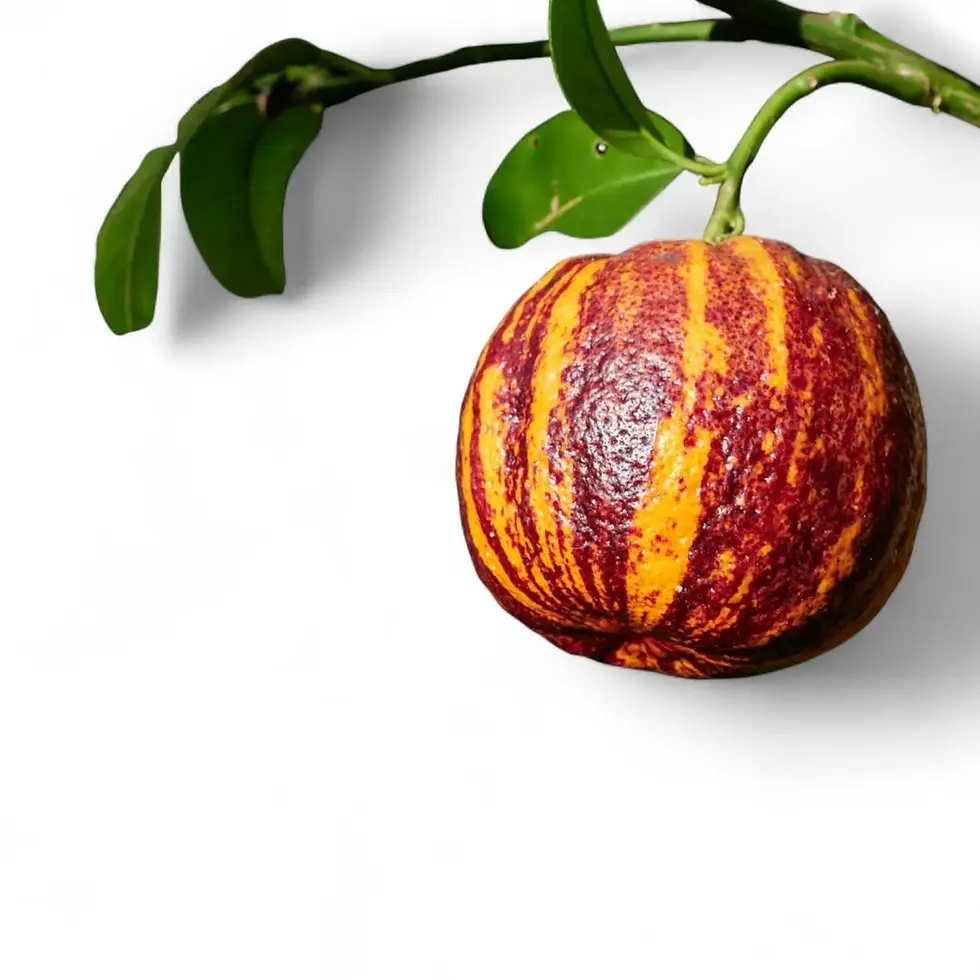 Citrus ‘Arcobal’