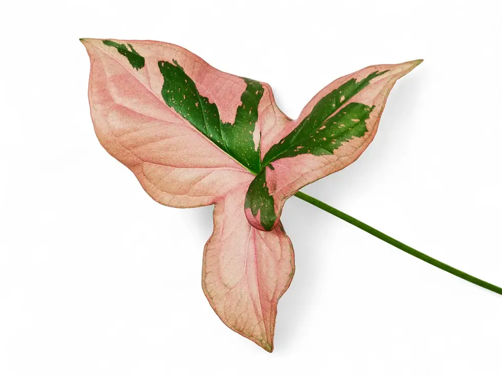 Close-up of a pink-variegated Syngonium leaf on a white background