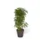 Miniaturbild: Heptapleurum arboricola 'Luseana'