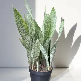 Indoor snake plant (Dracaena trifasciata, Sansevieria) standing in bright natural light against a white background. Snake plants, classic low-maintenance CAM houseplants, thrive in bright light and tolerate long dry periods.