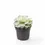 Thumbnail: Echeveria elegans
