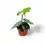 Thumbnail: Alocasia sp. Sulawesi 'Green Carpet'