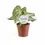 Thumbnail: plant set: Silver Blush Trio