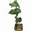 Miniaturbild: Passiflora coriacea