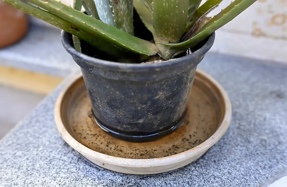 Aloe vera im schwarzen Kunststofftopf steht in Untersetzer mit stehendem Wasser
