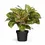 Thumbnail: Aglaonema 'Spring Red'