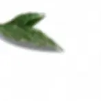 Hoya lacunosa 'Laos'