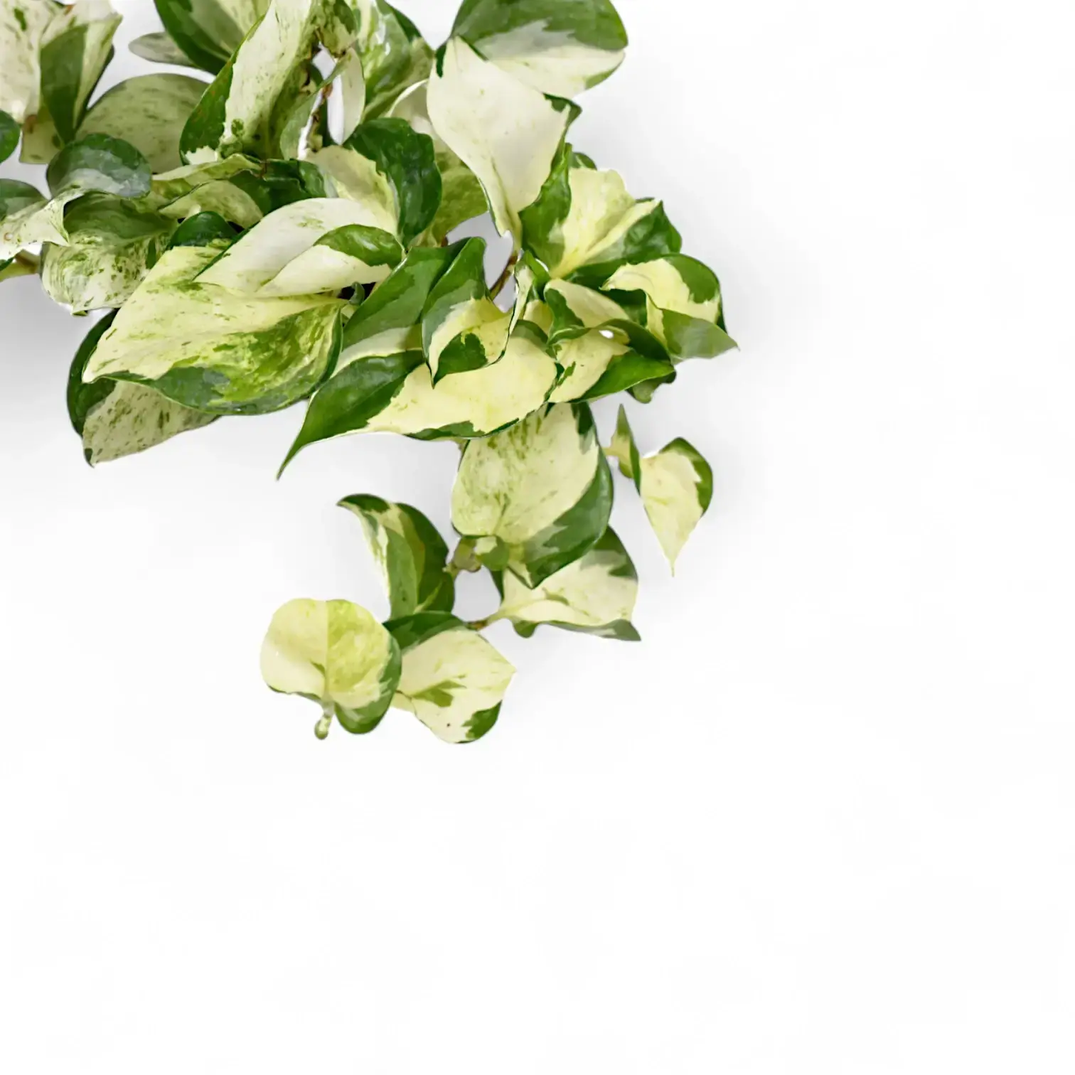 Epipremnum aureum 'Happy Leaf' ('Manjula')