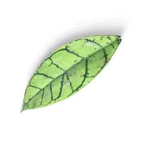 Längliches, ledriges Blatt von Hoya callistophylla mit kräftiger dunkelgrüner Aderung auf hellgrünem Grund, Nahaufnahme