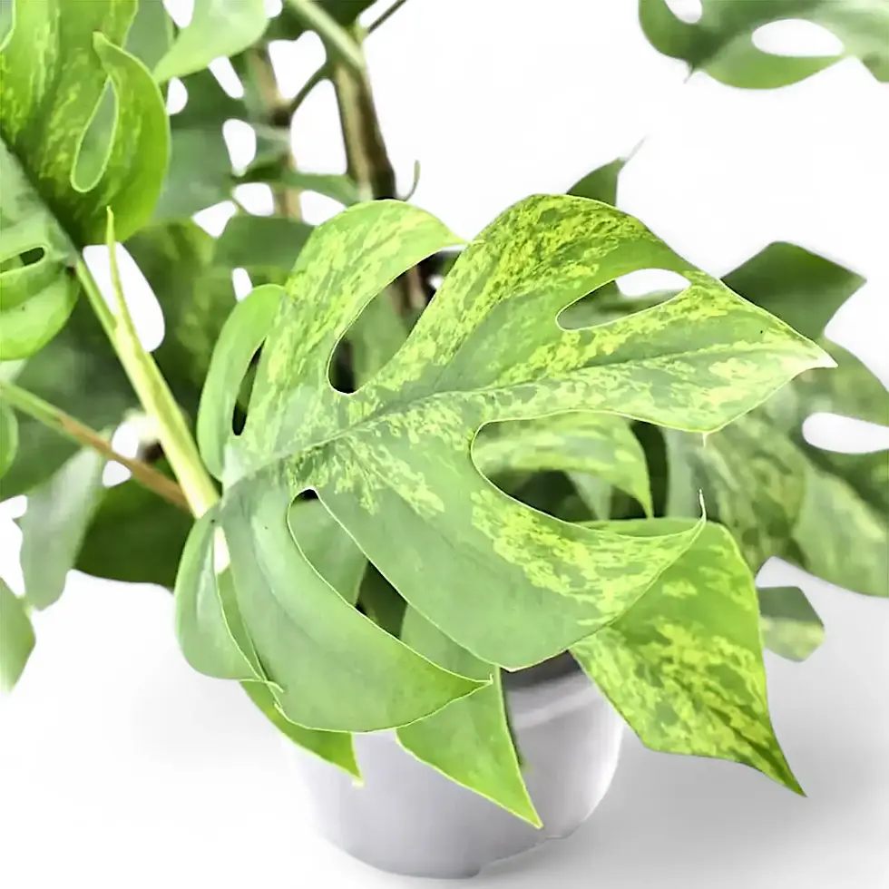 Rhaphidophora tetrasperma variegata 'Mint'