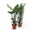 Thumbnail: Alocasia zebrina 'Black stem'