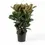 Thumbnail: Ficus elastica ‘Cloe’