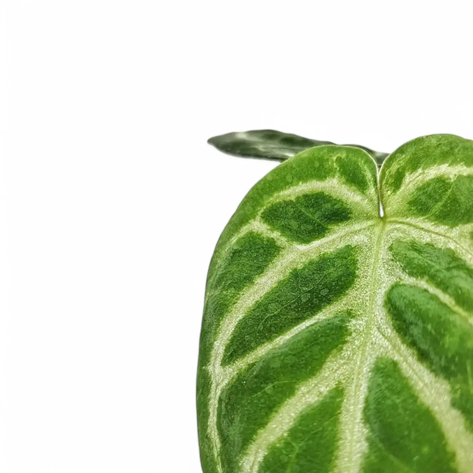 Anthurium magnificum 'Silver'