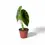 Thumbnail: Alocasia clypeolata 'Green shield'
