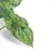 Thumbnail: Syngonium podophyllum 'Mottled'